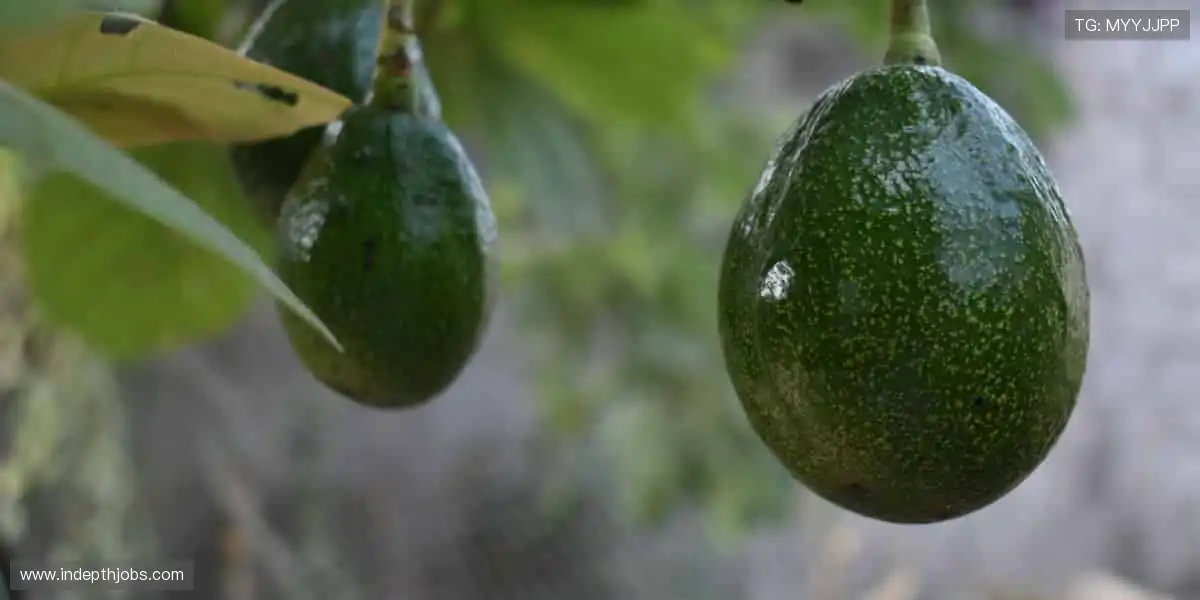 球星同款,即刻拥有!⚡️